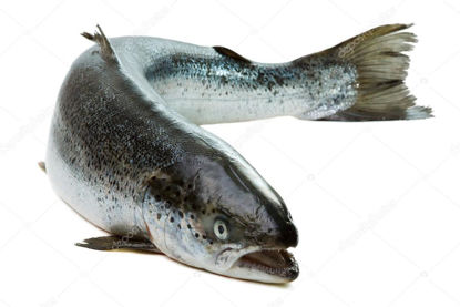 Salmone pesce fresco intero